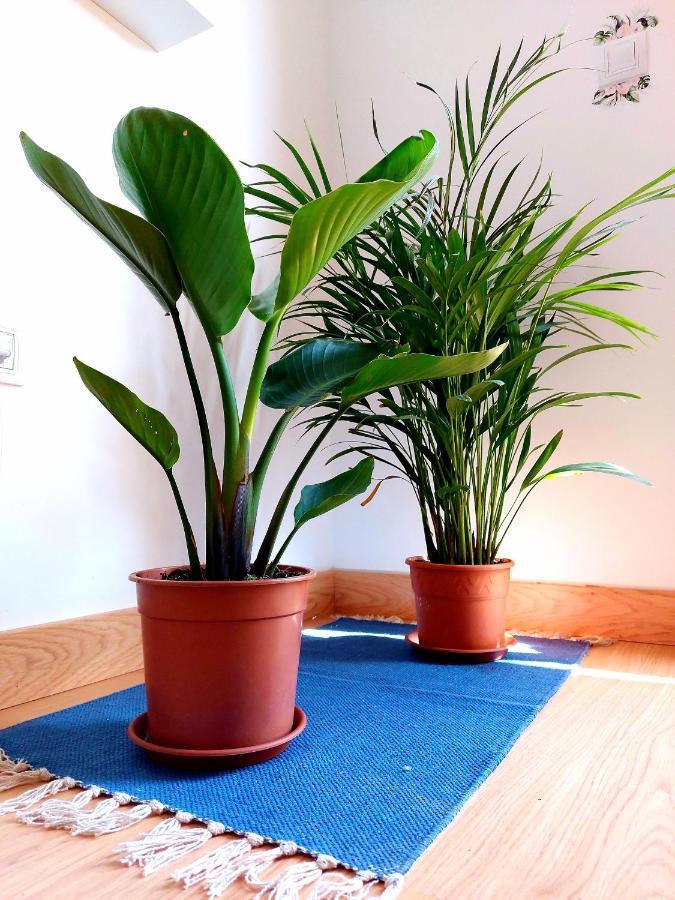 Casa Ledu - Sunny Holiday In Fuerteventura Κοραλέχο Εξωτερικό φωτογραφία